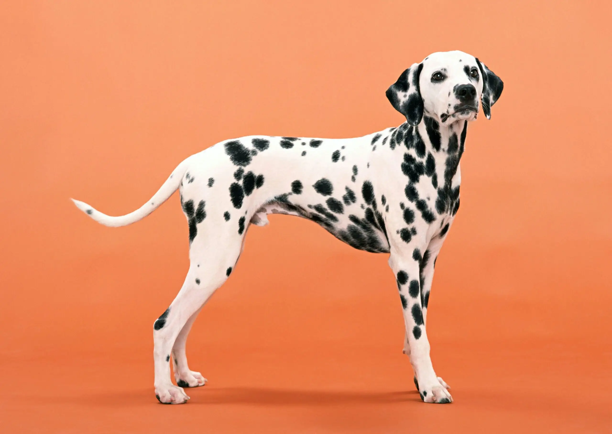 spotty dalmatian