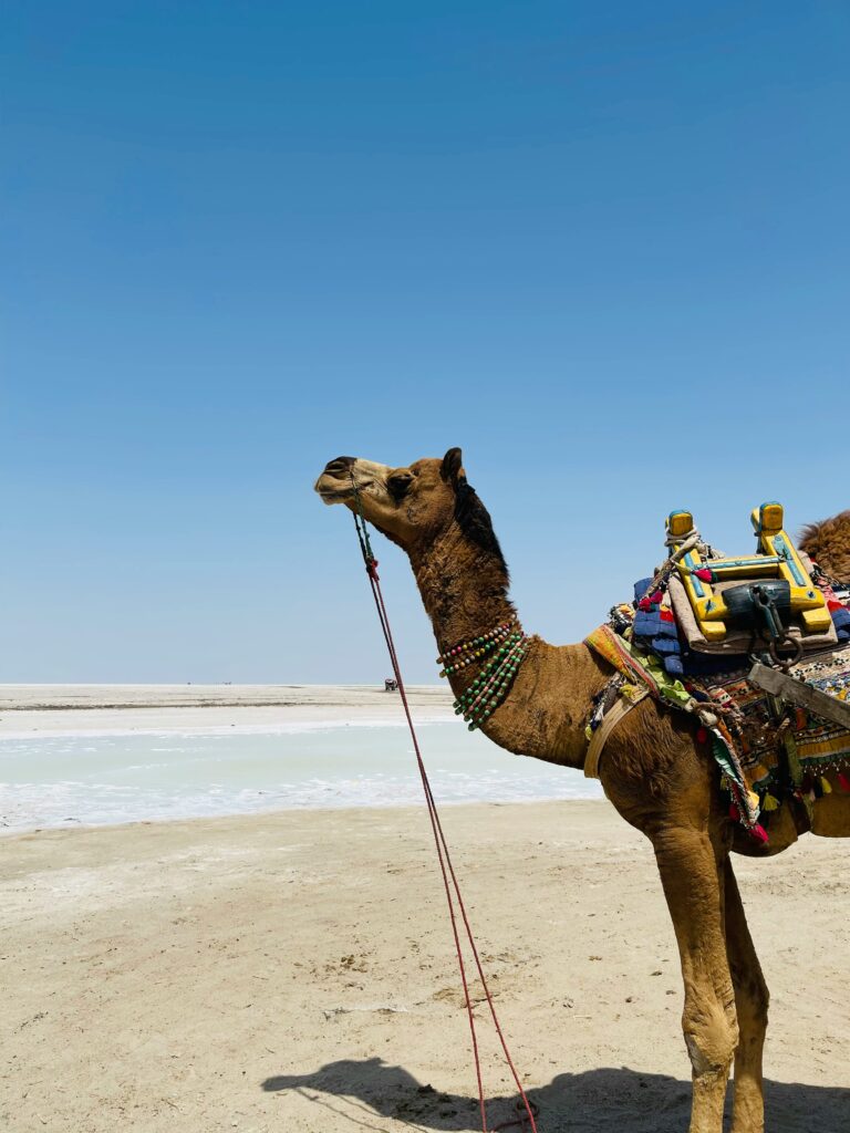 rann of kutch