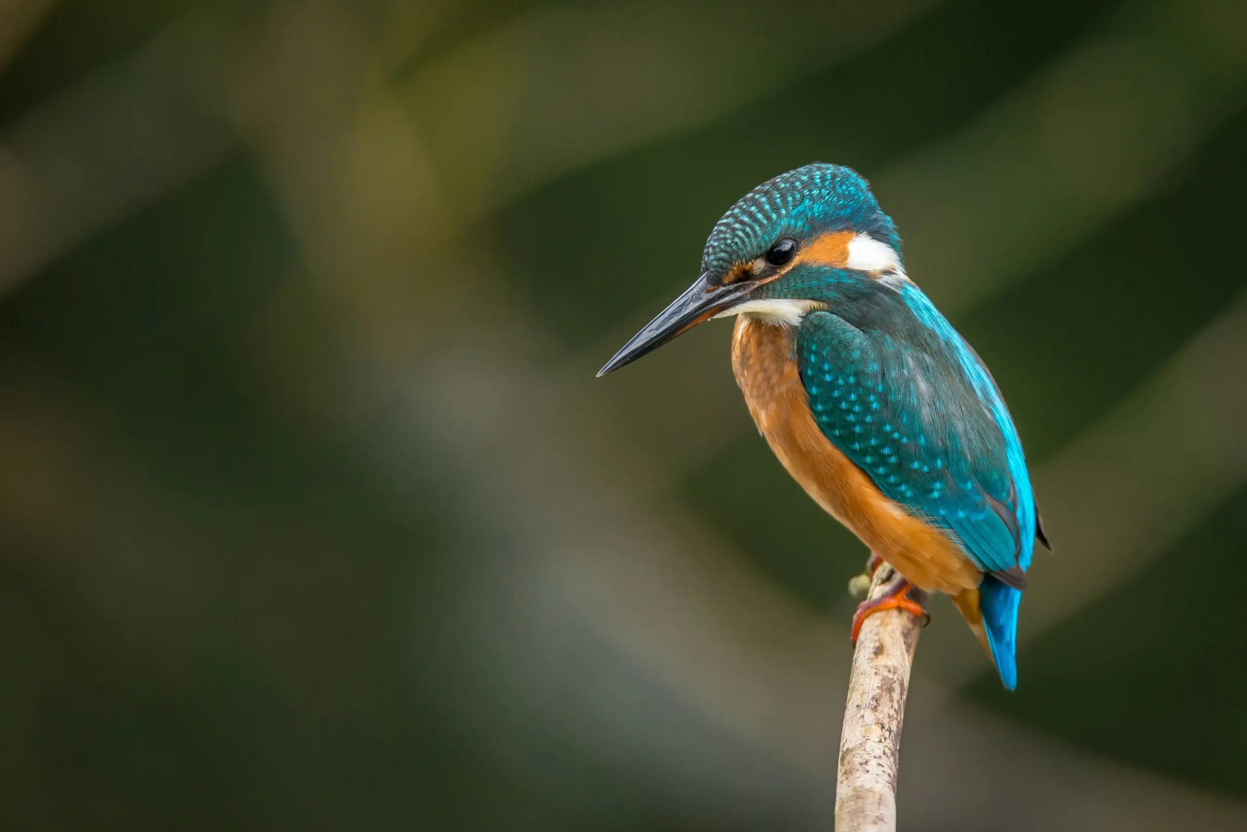 wildlife