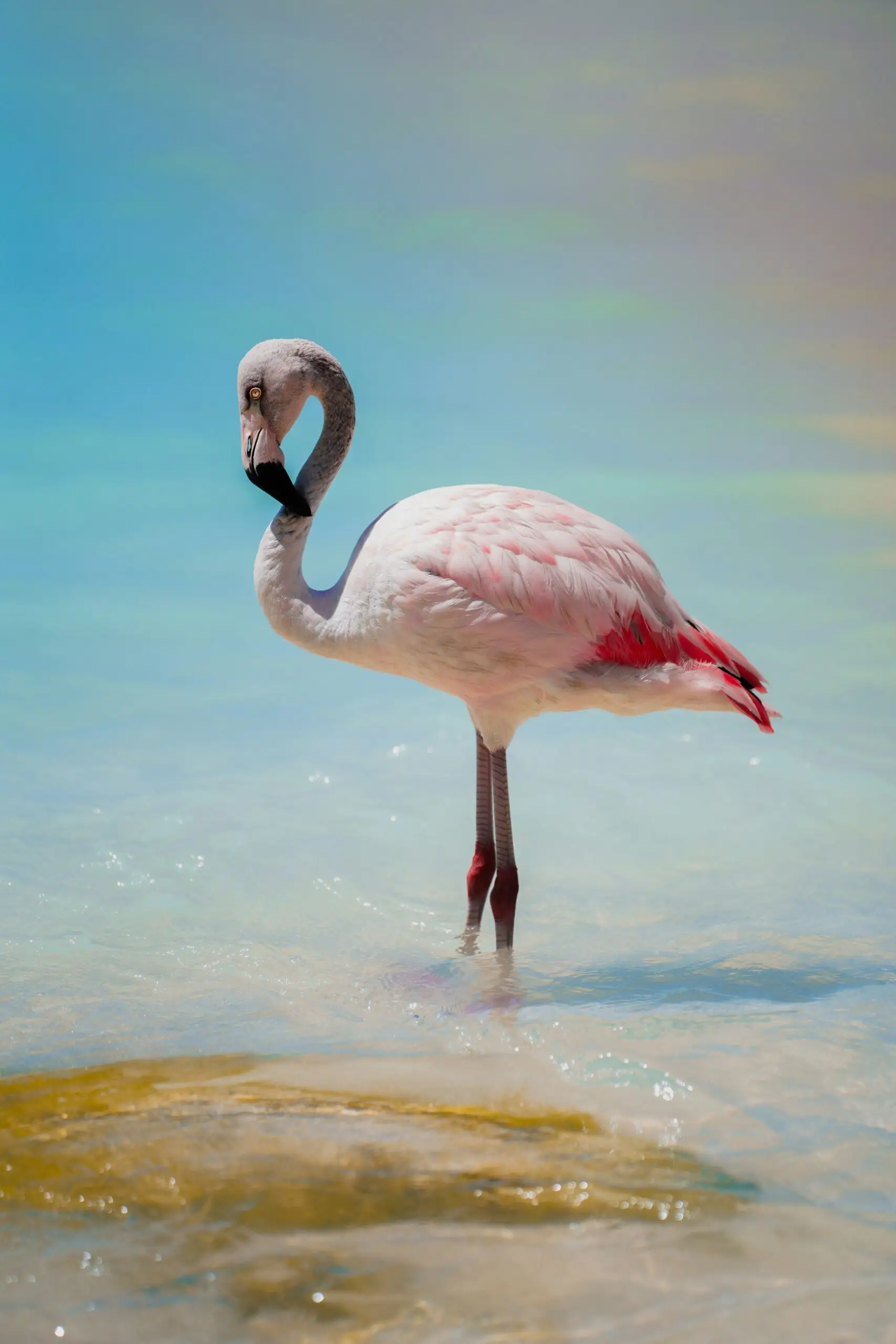 flamingo
