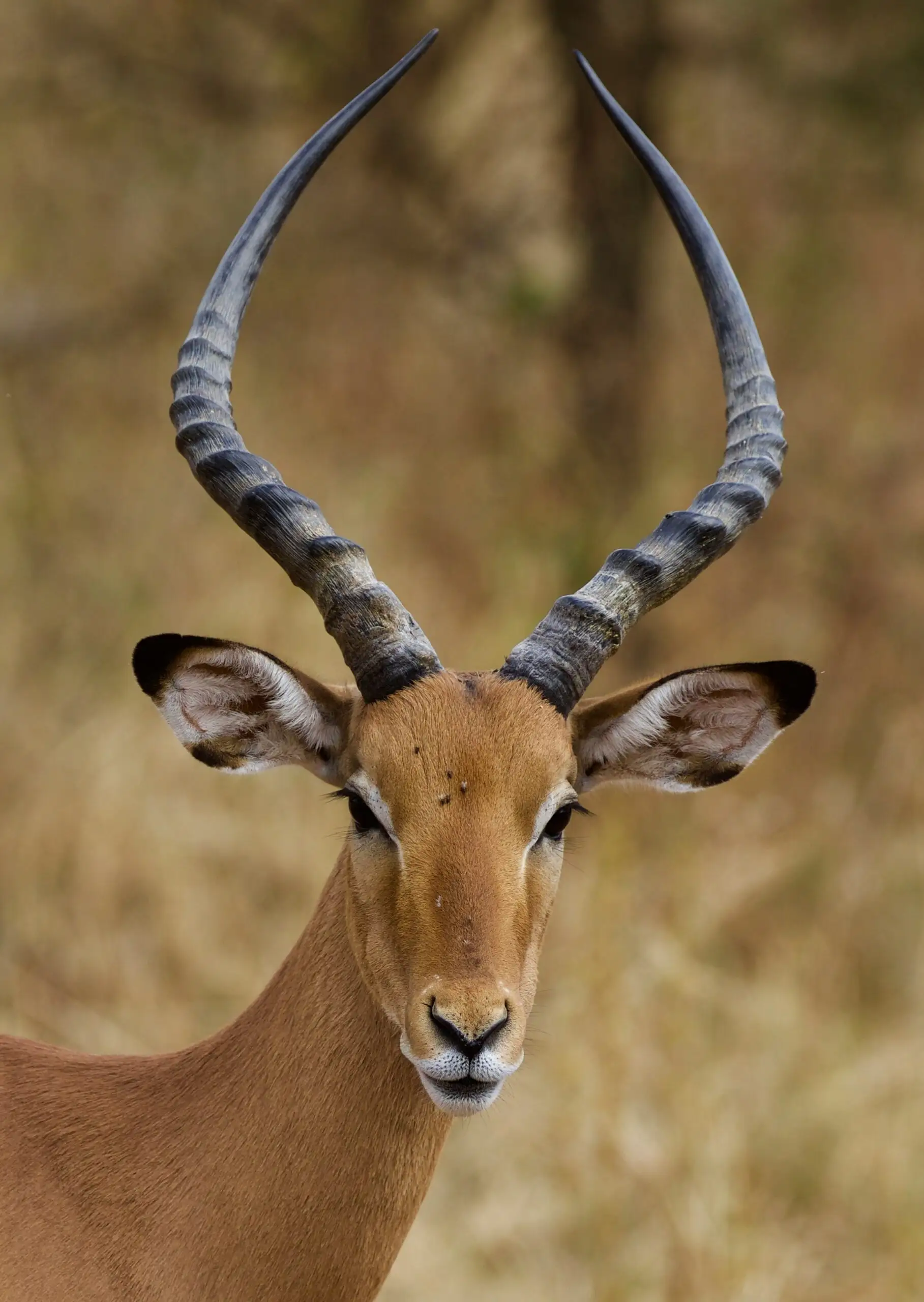 wildlife