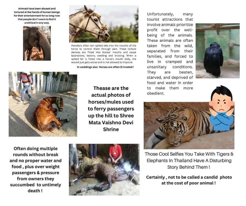 animal cruelty