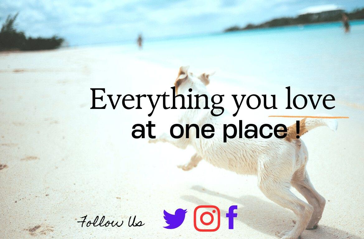 Experiential Travel with Your Fur Babies: The Ultimate Guide for Asia Pacific Explorers 11 pet friendly